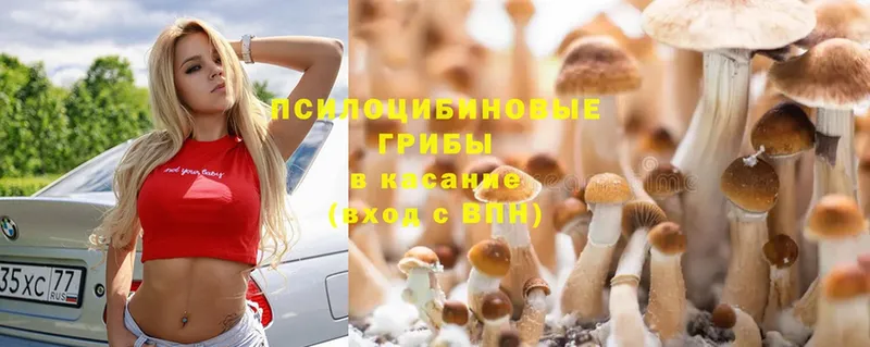 кракен   Дно  Галлюциногенные грибы Cubensis 